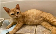 两个月大的猫肚子大是为什么