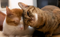 空调26℃猫会冷吗