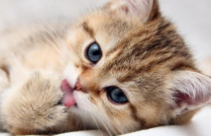 后悔没有早点知道！猫咪真的能带来好运！