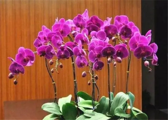 怎样种蝴蝶兰花