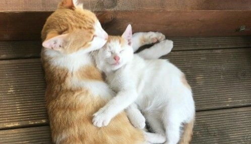 猫儿子把猫妈配了已经怀孕了
