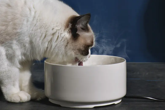 猫喝水的碗用陶瓷还是不锈钢