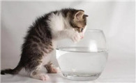 猫喝什么水