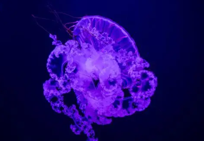 水母宝宝怎么养 水母宝宝怎么养