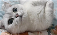 爱猫也有这六大禁忌，铲屎官不容忽视