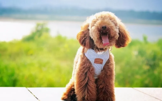 泰迪犬“最怕”的6类人,看到都发抖 泰迪犬“最怕”的6类人,看到都发抖