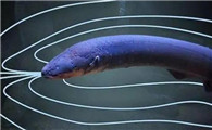 什么是电鳗