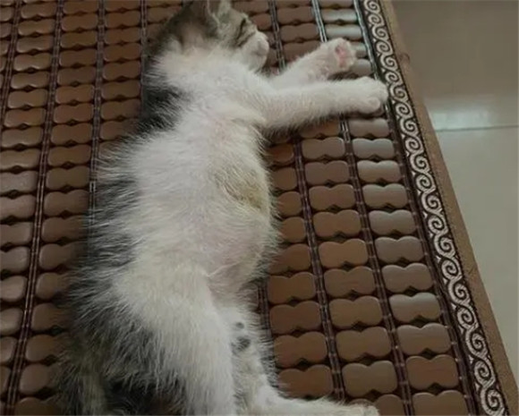 猫肚子胀大怎么解决