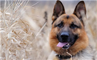 探秘德牧：一窥这个受人喜爱的犬种的魅力