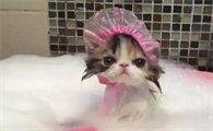 两个月小猫可以洗澡吗