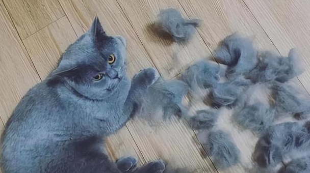 家里猫毛太多该怎么处理