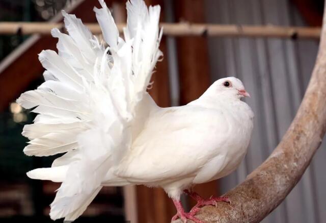 鸽子为什么翘尾巴