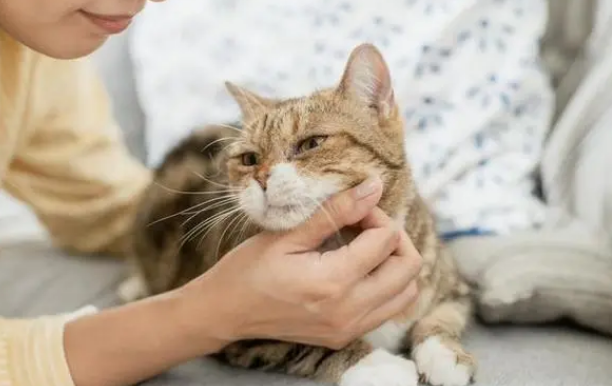 甲醛对猫咪有影响吗