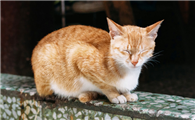 绝育母猫放归后会被欺负吗