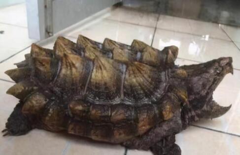 怎么选鳄龟 怎么选鳄龟