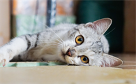 猫呼呼的声音怎么回事