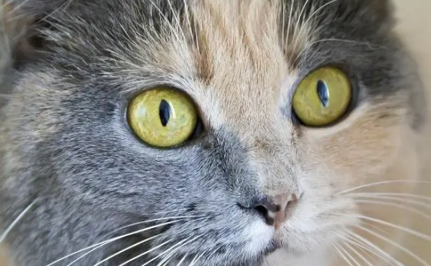 猫的眼睛有几种颜色 猫的眼睛有几种颜色