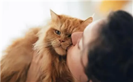 猫很亲近你是什么预兆