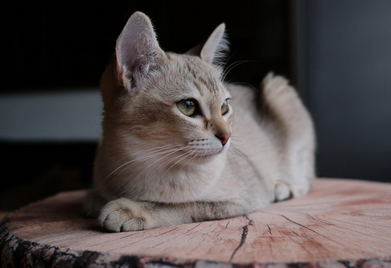 猫的痛感是人的多少倍