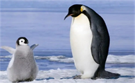 企鹅的取暖方式