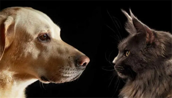 猫狗视力听力嗅觉对比 猫狗视力听力嗅觉对比