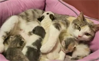 猫多大可以怀孕