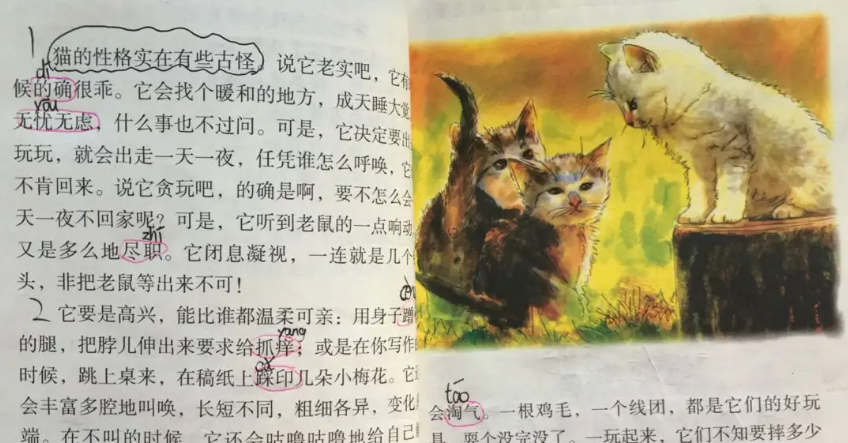 老舍的猫原文阅读