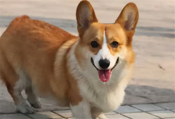 柯基的优缺点