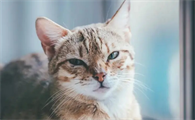 猫的寿命有多长