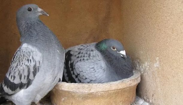 鸽子生活习性 鸽子生活习性