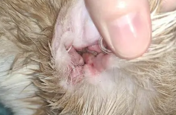 猫耳朵里有脓水怎么办 猫耳朵里有脓水怎么办
