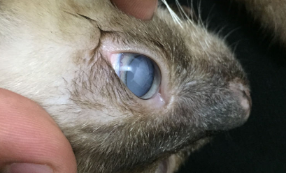 猫的眼睛白膜能自愈吗