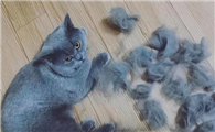 家里猫毛太多该怎么处理