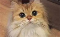 猫的眼睛为什么会发光
