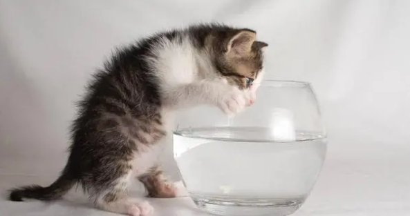 猫喝什么水