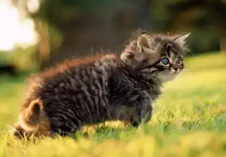 恐怖食人猫故事