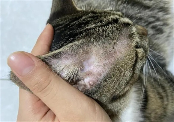 猫耳朵两边溃烂怎么回事