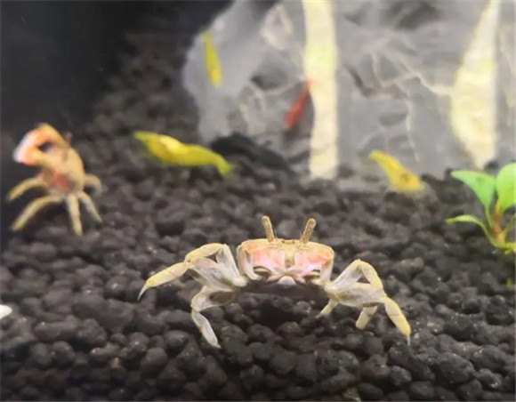 辣椒蟹肚皮朝上
