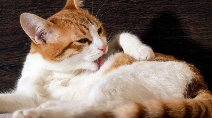 交易猫可以用别人的身份证吗