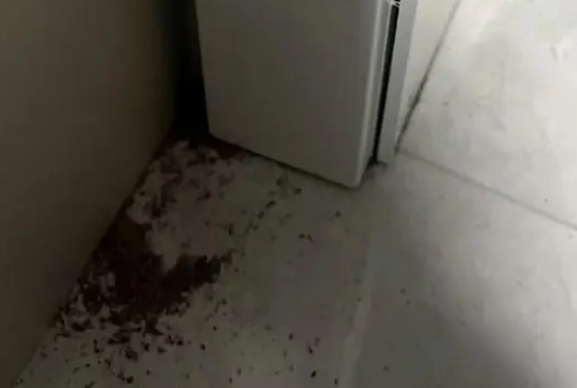 白蚁公司除白蚁多少钱