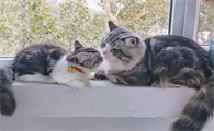 猫多少钱一只