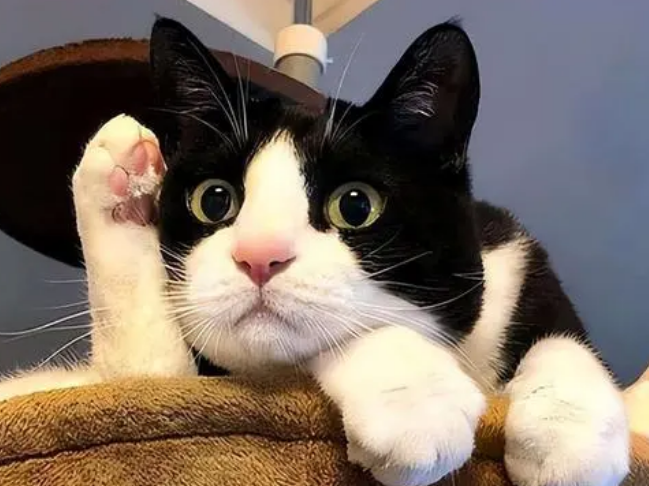 猫的寿命一岁等于人多少岁