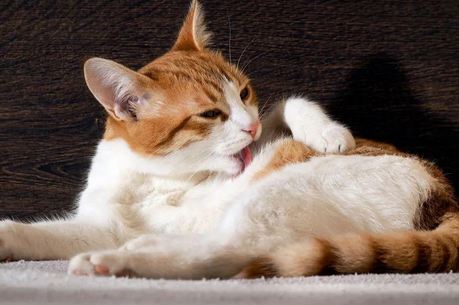 猫发育不良 长不大