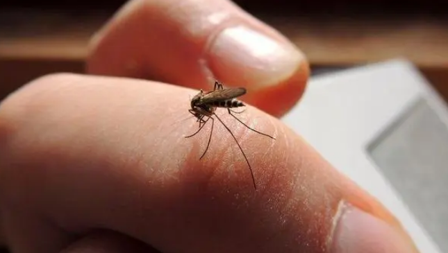 蚊子的防治方法