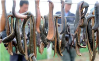 蚂蝗主要吃什么
