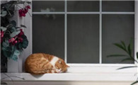 家有恶猫第一季