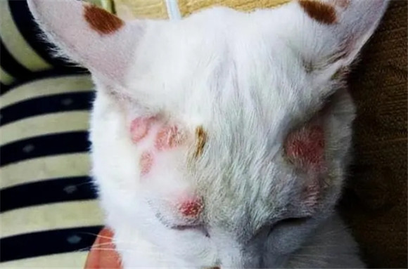 猫给人传染的8种病 猫给人传染的8种病