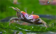 辣椒蟹吃螺