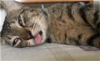 猫喝醉了多久醒过来