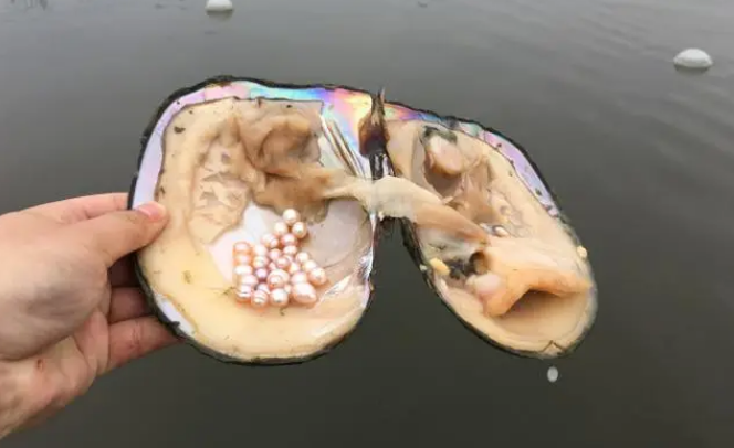 河蚌怎么产的珍珠